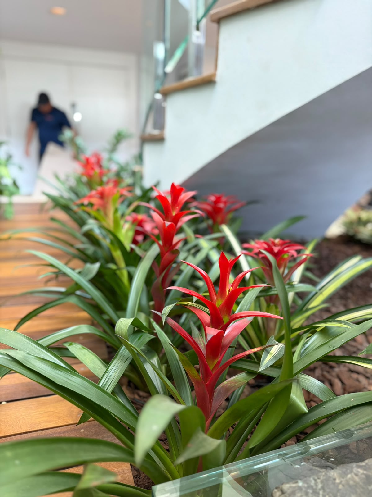 Bromélias vermelhas em canteiro ao lado de escada e passarela de madeira